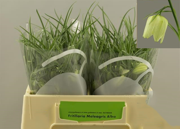 Fritillaria melagris White