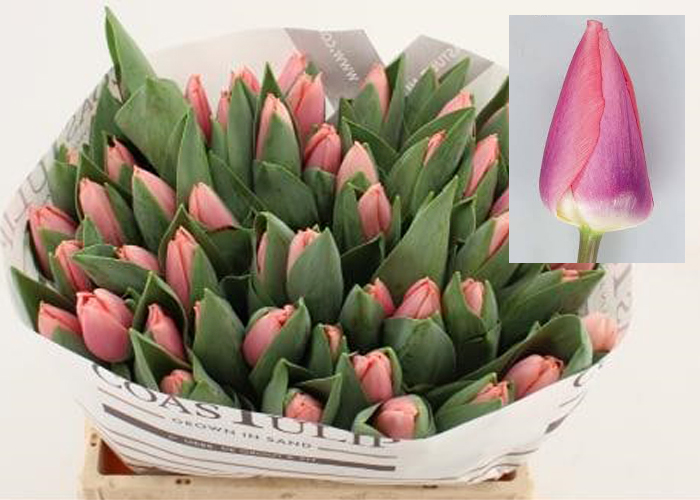 Tulips Maskovri