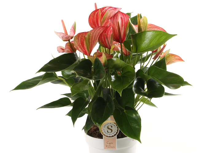 Anthurium Livium Red