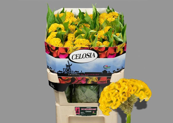 Celosia Act Inca