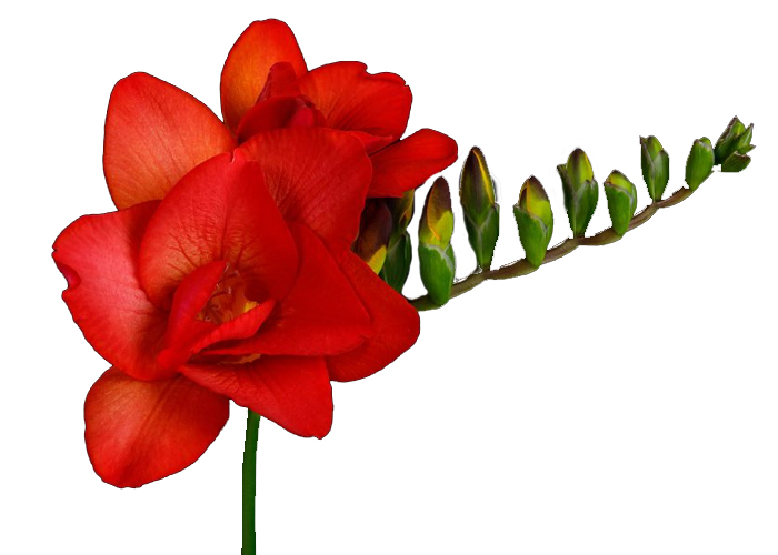 Freesia double Fuego