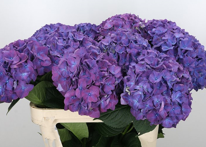 Hydrangea Rodeo (purple)