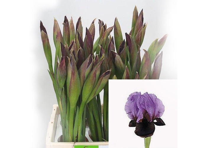 Iris Atrop. Ziv