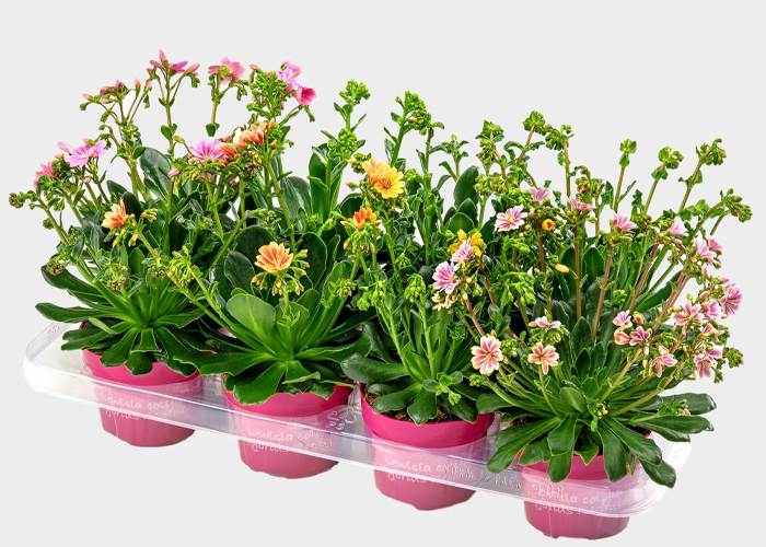 Lewisia cotyledon