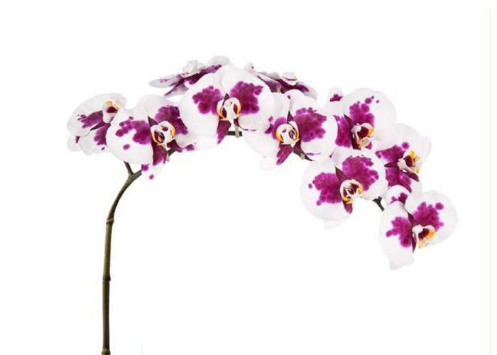 Orchid Phalaenopsis Sevilla