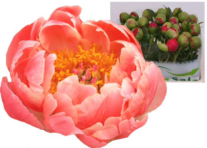 Peony Coral Sunset