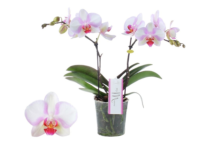 Phalaenopsis MyMonro Make-up