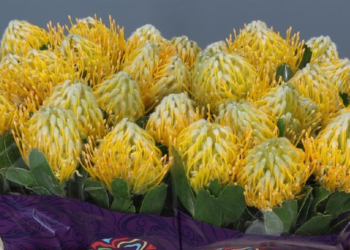 Protea Nutan Joti