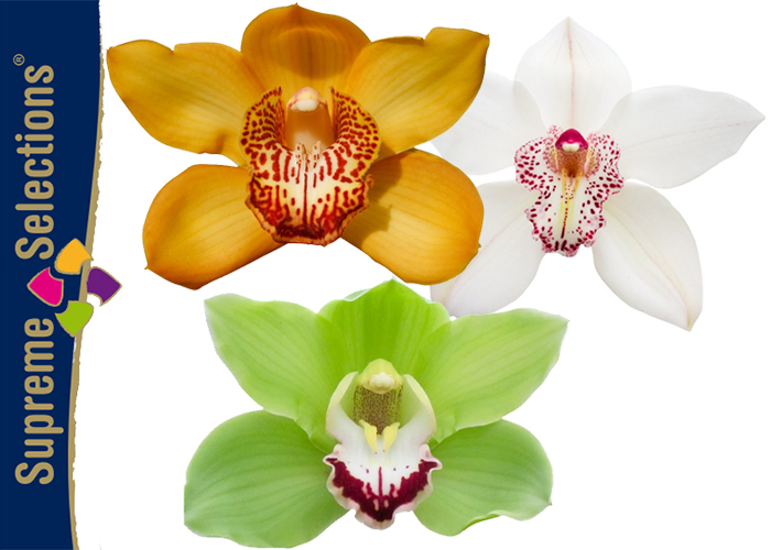 Supreme Selections Cymbidium Easter Mix