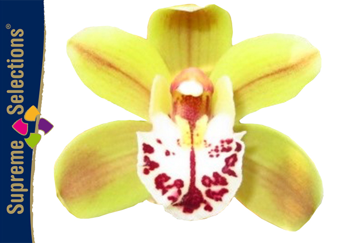 Supreme Selections Mini Cymbidium Greenland