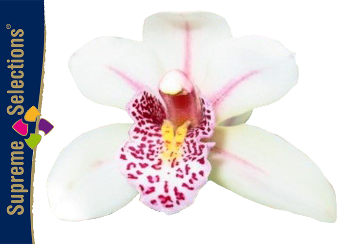 Supreme Selections Mini Cymbidium Lady Freckle