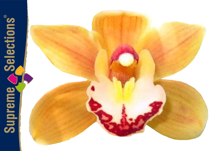 Supreme Selections Mini Cymbidium Latigo