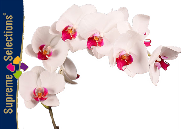 Supreme Selections Orchid Phalaenopsis Red Lips