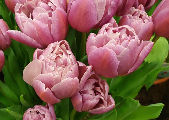 Tulips Beachberry double