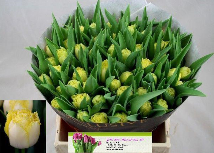 Tulips frilled double Putmen