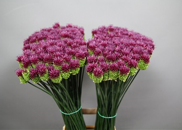 Allium bullet