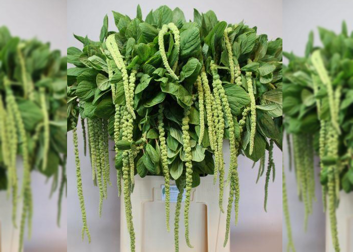 Amaranthus Caudatus Green Cord