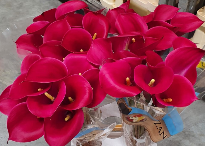 Calla Red Symphony