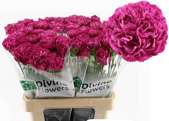 Carnation Purple Pixel