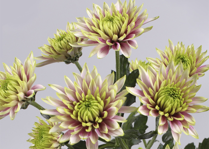 Chrysanthemum Aurora