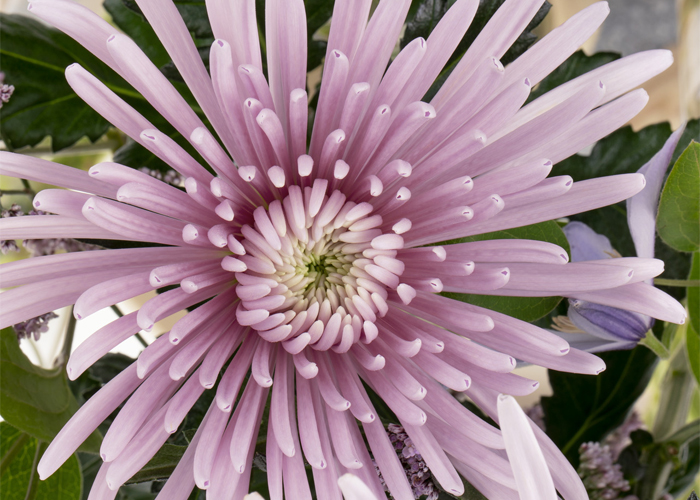 Chrysanthemum Cipria