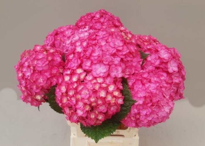 Hydrangea Adora