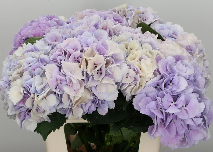 Hydrangea Cinderella Milka