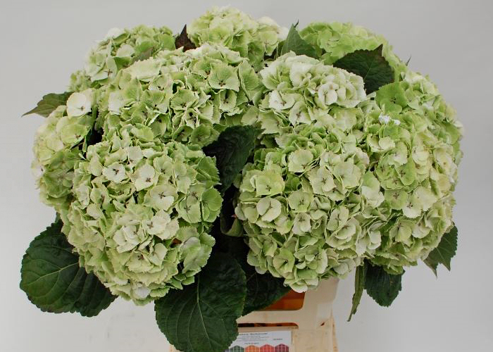 Hydrangea Emerald Classic