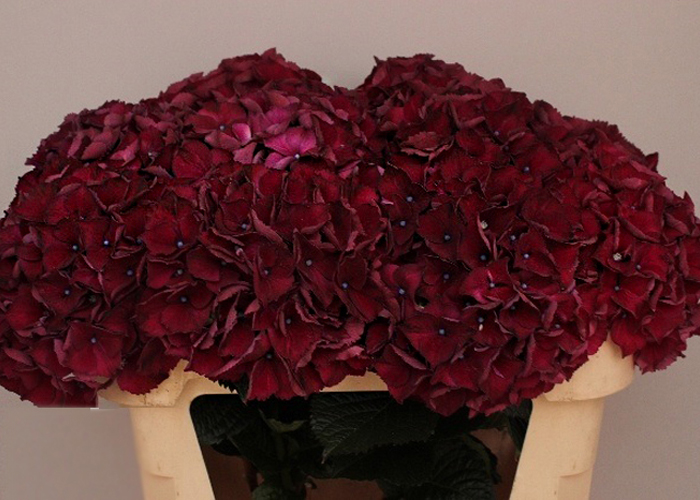 Hydrangea Magical Ruby Aubergine