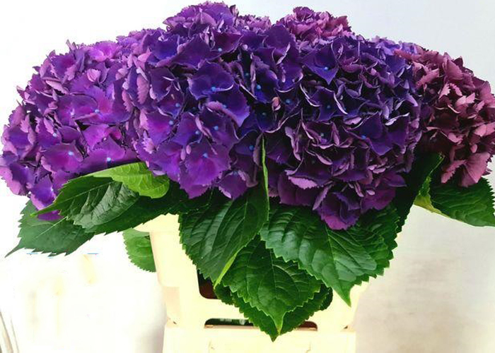 Hydrangea Royal King