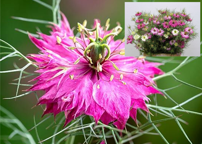 Nigella Damascena Pink