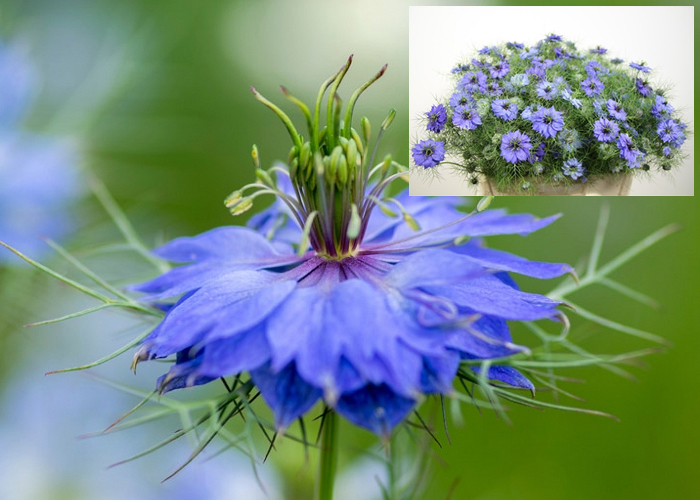 Nigella Damascena blue