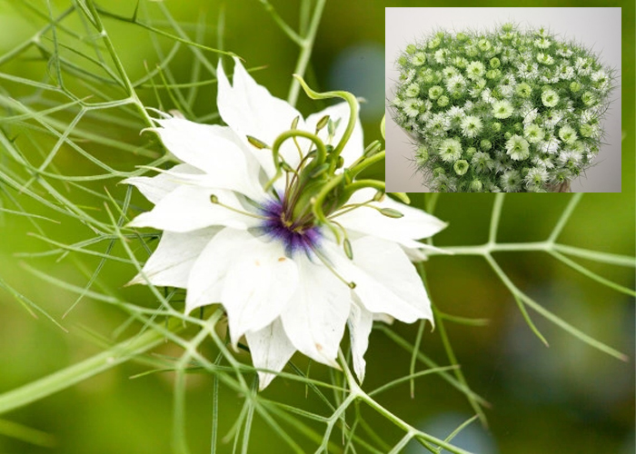 Nigella Damascena white