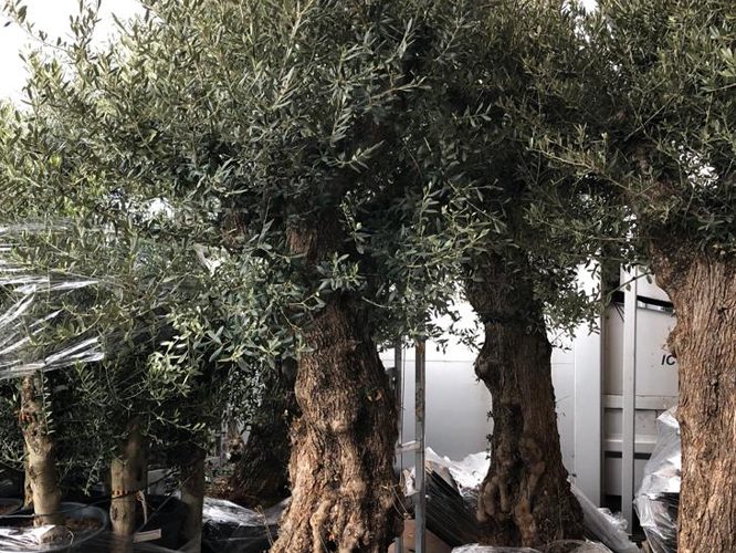 Olive-Trees
