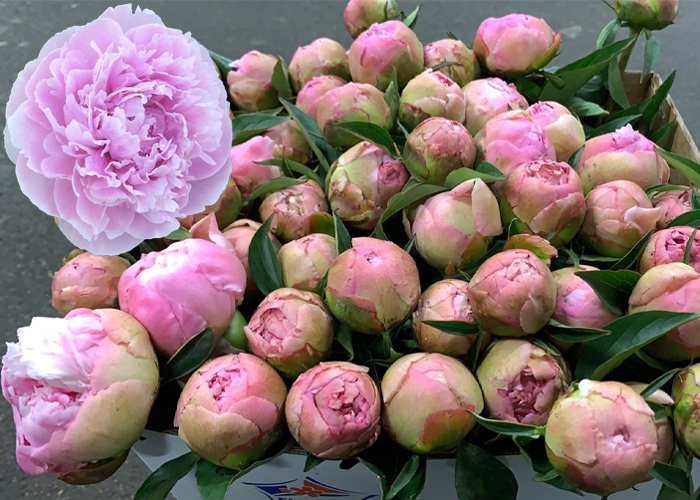 Peony Koningin Wilhelmina