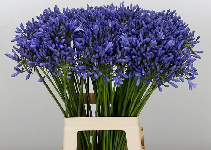 Agapanthus Dr. Brouwer