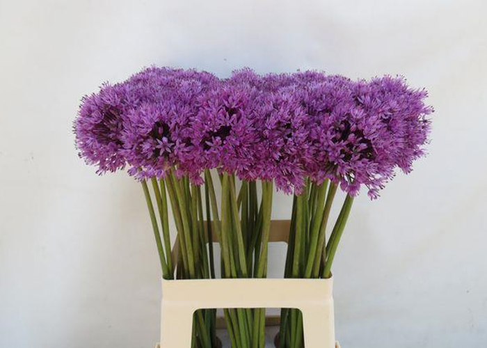 Allium Aflatunense