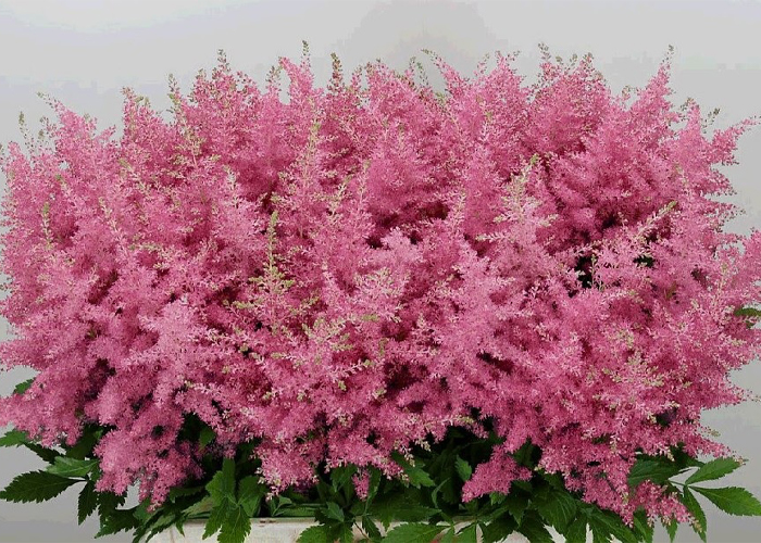 Astilbe Honky Tonk