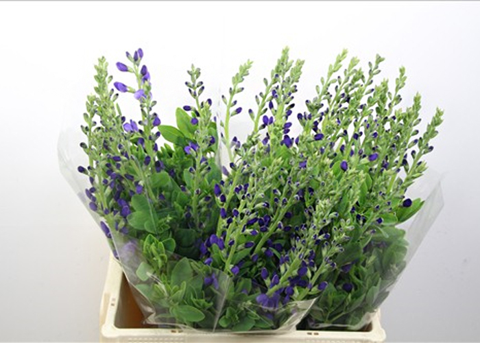 Baptisia Australis