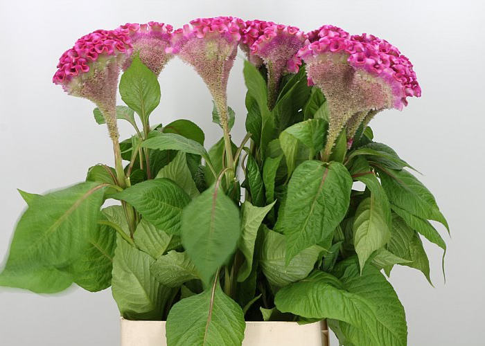 Celosia Turbo Rose