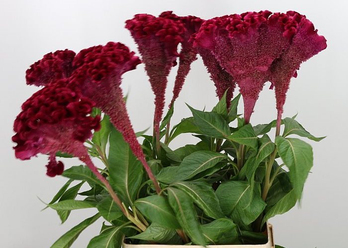 Celosia Turbo Scarlet