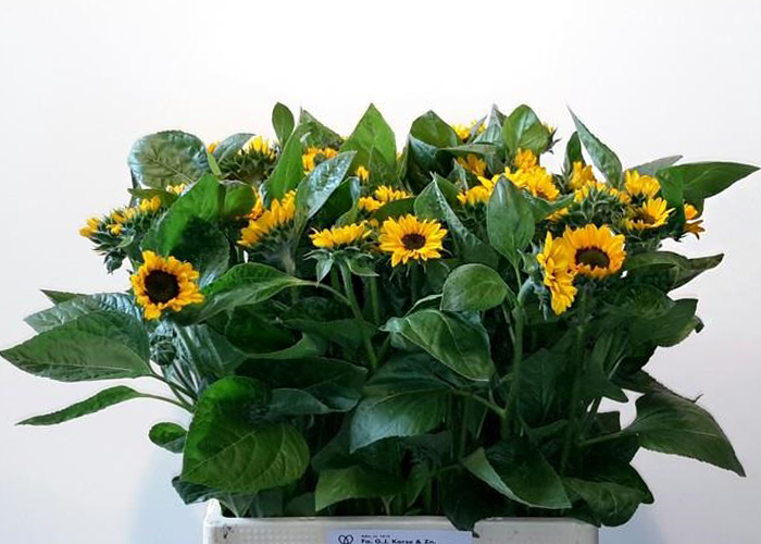 Helianthus Sonja