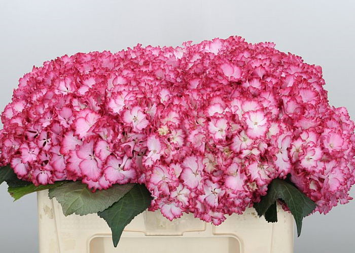 Hydrangea Magical Colourdream