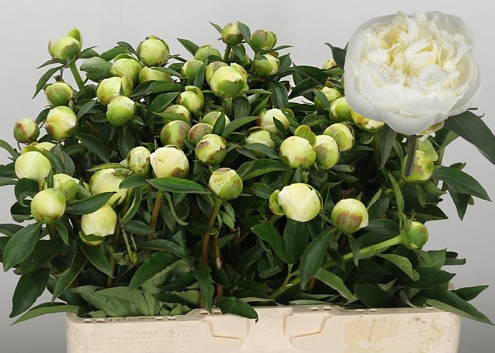 Peony Duchesse de Nemours