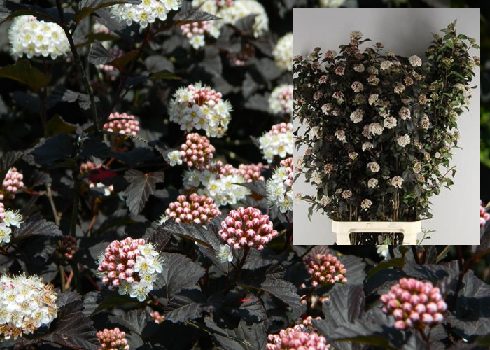 Physocarpus Diabolo