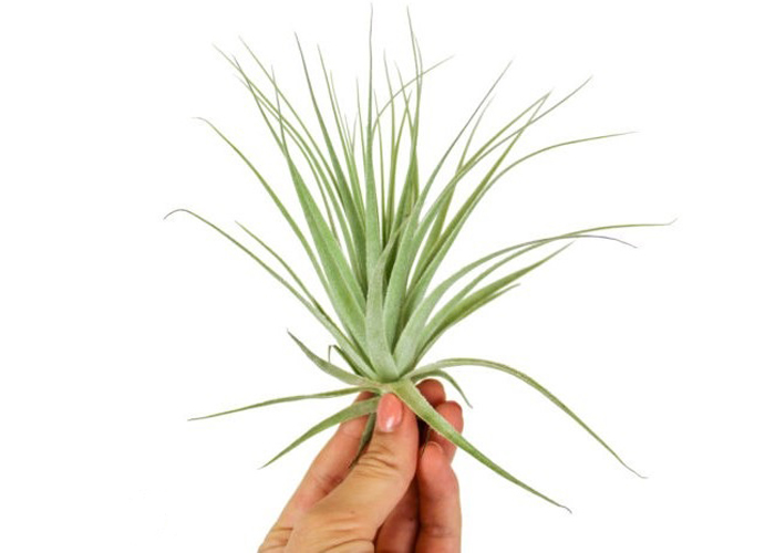 Tillandsia Gardneri