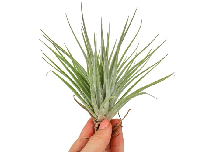 Tillandsia Kathy