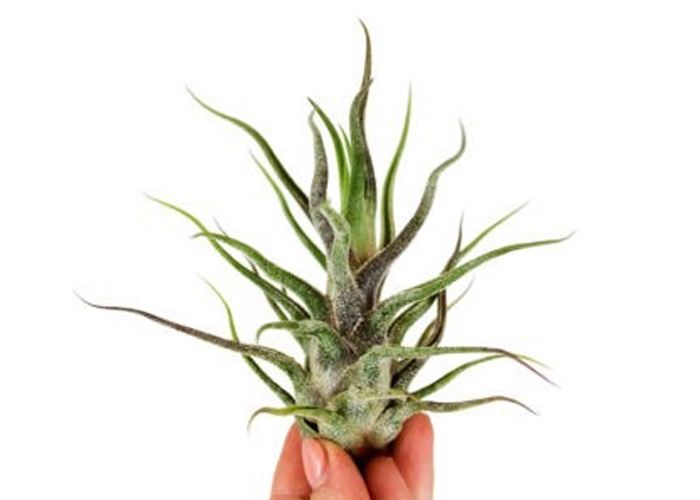 Tillandsia Pruinosa