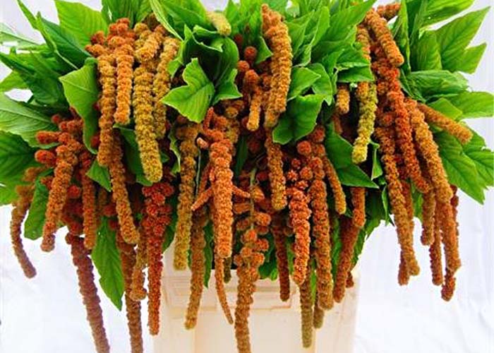 Amaranthus Caudatus Cycloop Coral Fountain