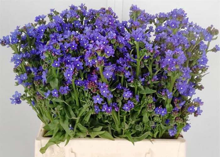 Anchusa Blue Angel